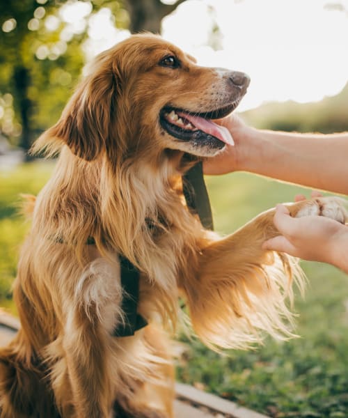 Resident petting her dog at Lakeside Terraces in Sterling Heights, Michigan
