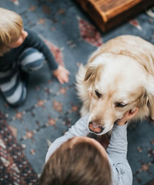 Family petting their golden retriever in the living room of their pet friendly home at Lakeside Terraces in Sterling Heights, Michigan