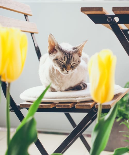 Cat napping on a sunny patio at Lakeside Terraces in Sterling Heights, Michigan