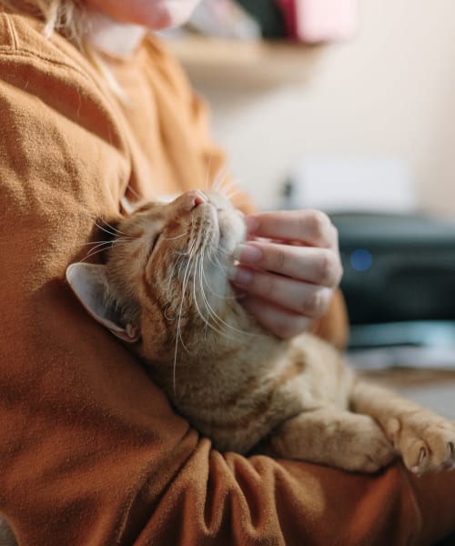 Resident petting her cat at Lakeside Terraces in Sterling Heights, Michigan
